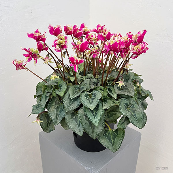 シクラメン:かぜの舞(かぜのまい)5.5号鉢植え