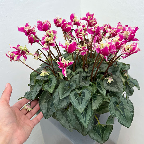 シクラメン:かぜの舞(かぜのまい)5.5号鉢植え