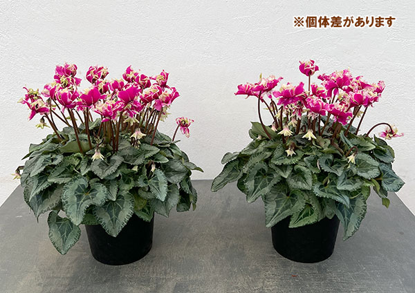 シクラメン:かぜの舞(かぜのまい)5.5号鉢植え