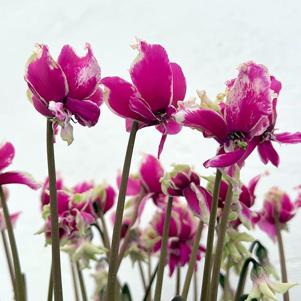 シクラメン:かぜの舞(かぜのまい)5.5号鉢植え