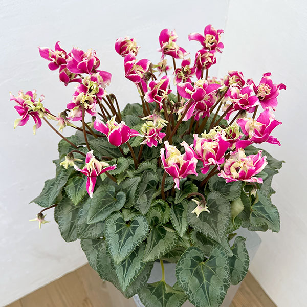 シクラメン:かぜの舞(かぜのまい)5.5号鉢植え