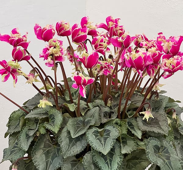 シクラメン:かぜの舞(かぜのまい)5.5号鉢植え