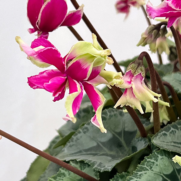 シクラメン:かぜの舞(かぜのまい)5.5号鉢植え