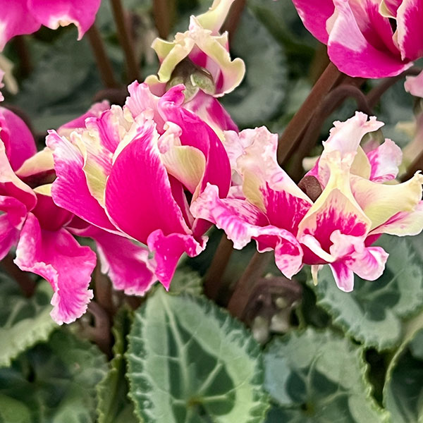 シクラメン:かぜの舞(かぜのまい)5.5号鉢植え