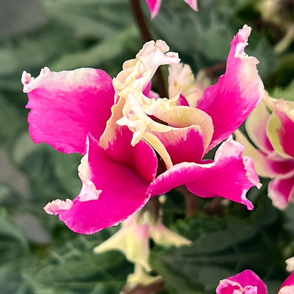 シクラメン:かぜの舞(かぜのまい)5.5号鉢植え