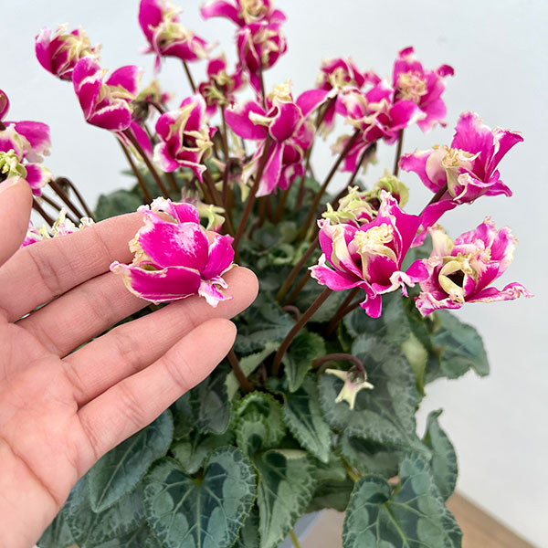 シクラメン:かぜの舞(かぜのまい)5.5号鉢植え