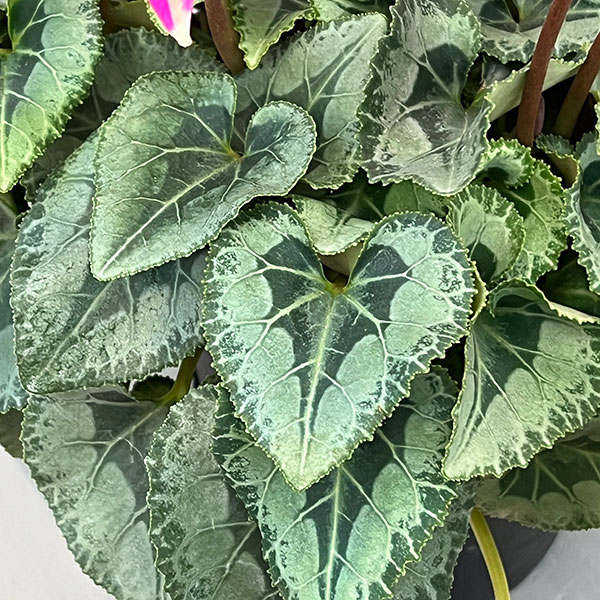 シクラメン:かぜの舞(かぜのまい)5.5号鉢植え