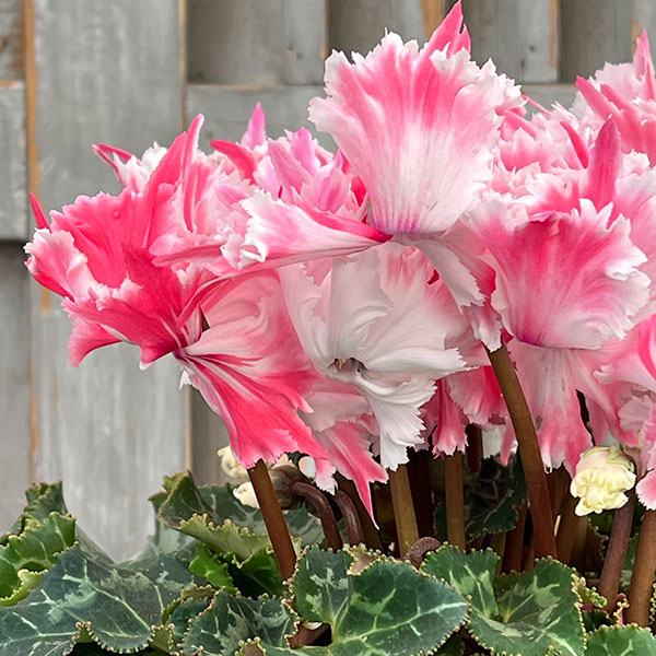 シクラメン：ファイヤーエンジェル5号鉢植え