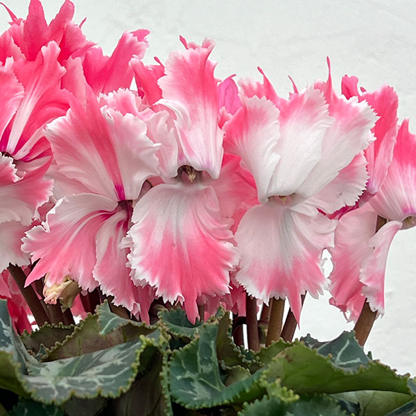 シクラメン：ファイヤーエンジェル5号鉢植え