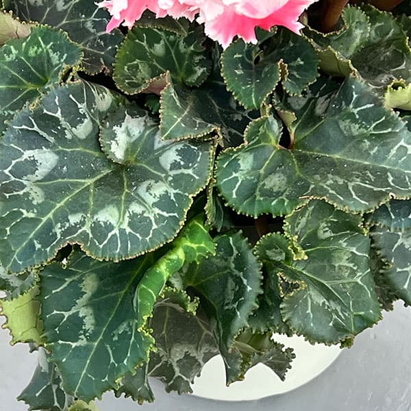 シクラメン：ファイヤーエンジェル5号鉢植え