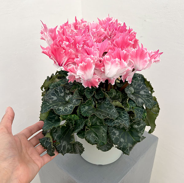 シクラメン：ファイヤーエンジェル5号鉢植え