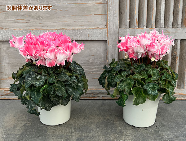 シクラメン：ファイヤーエンジェル5号鉢植え