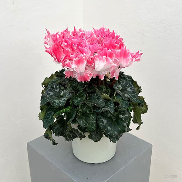 シクラメン：ファイヤーエンジェル5号鉢植え