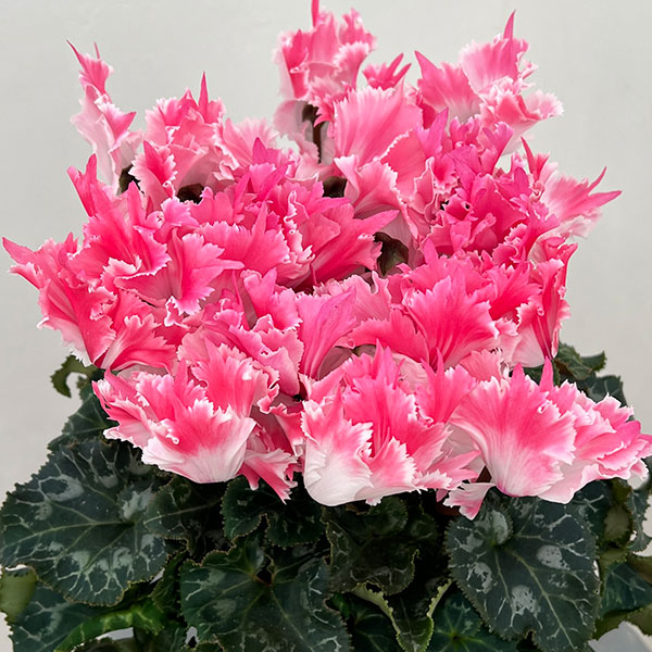 シクラメン：ファイヤーエンジェル5号鉢植え