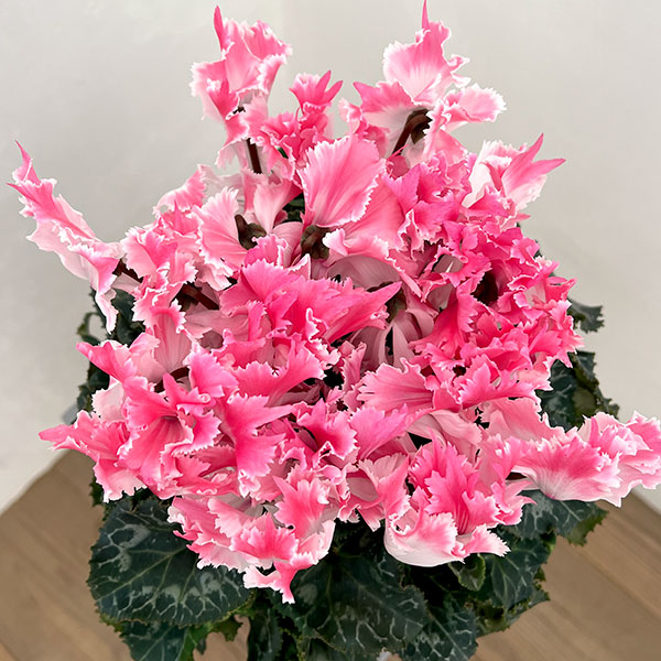 シクラメン：ファイヤーエンジェル5号鉢植え