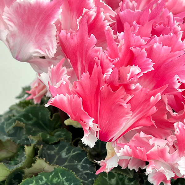 シクラメン：ファイヤーエンジェル5号鉢植え