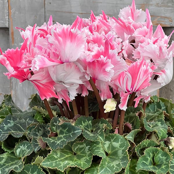 シクラメン：ファイヤーエンジェル5号鉢植え