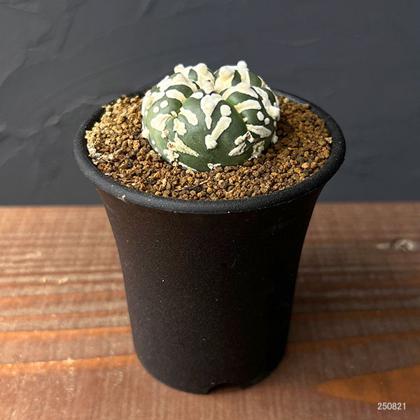 アストロフィツム:スーパー兜(かぶと)実生株 2.5号鉢植え25-01