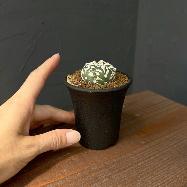 アストロフィツム:スーパー兜(かぶと)実生株 2.5号鉢植え25-01