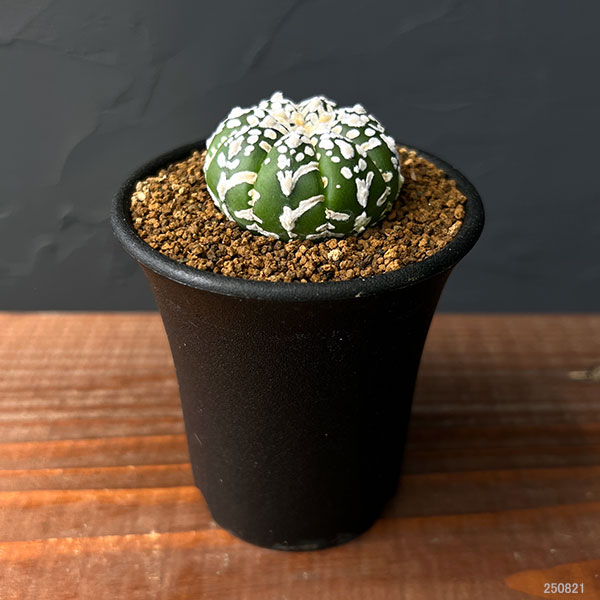 アストロフィツム:スーパー兜(かぶと)実生株 2.5号鉢植え25-02