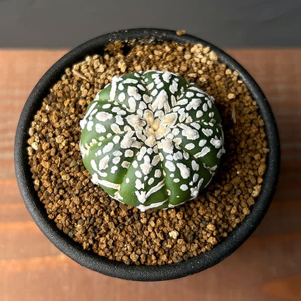 アストロフィツム:スーパー兜(かぶと)実生株 2.5号鉢植え25-02
