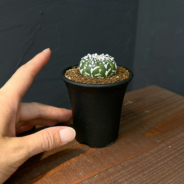 アストロフィツム:スーパー兜(かぶと)実生株 2.5号鉢植え25-02