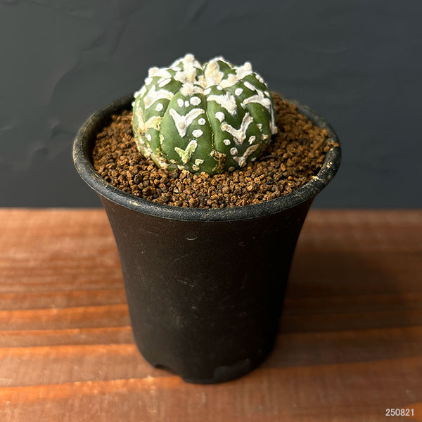 アストロフィツム:スーパー兜(かぶと)実生株 2.5号鉢植え25-03