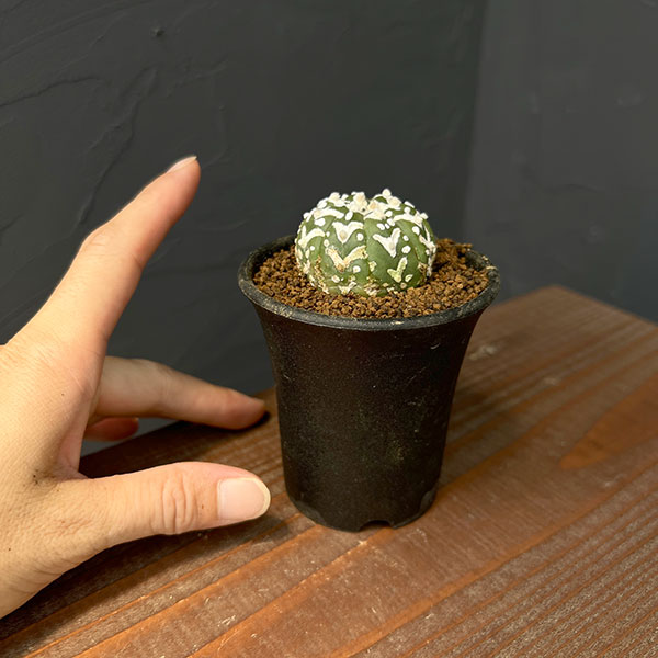 アストロフィツム:スーパー兜(かぶと)実生株 2.5号鉢植え25-03