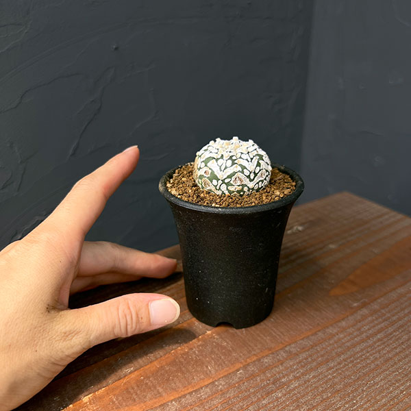 アストロフィツム:スーパー兜(かぶと)実生株 2.5号鉢植え25-04