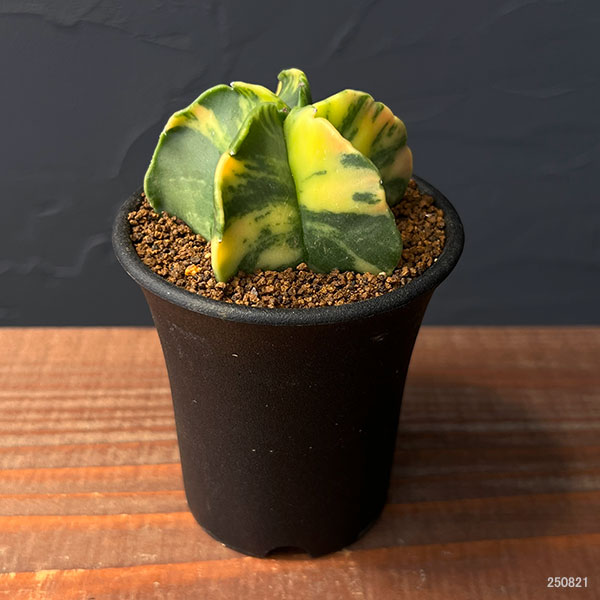 サボテン:アストロフィツム ランポー錦 2.5号鉢植え