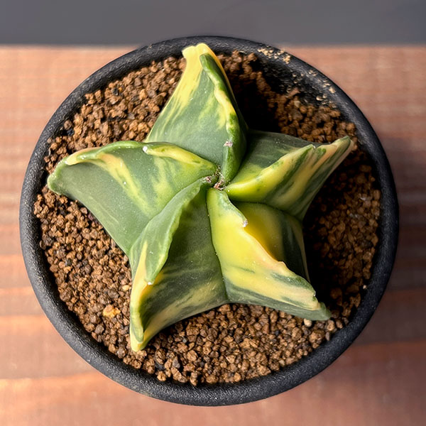 サボテン:アストロフィツム ランポー錦 2.5号鉢植え
