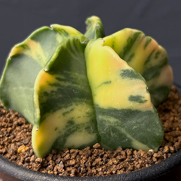 サボテン:アストロフィツム ランポー錦 2.5号鉢植え