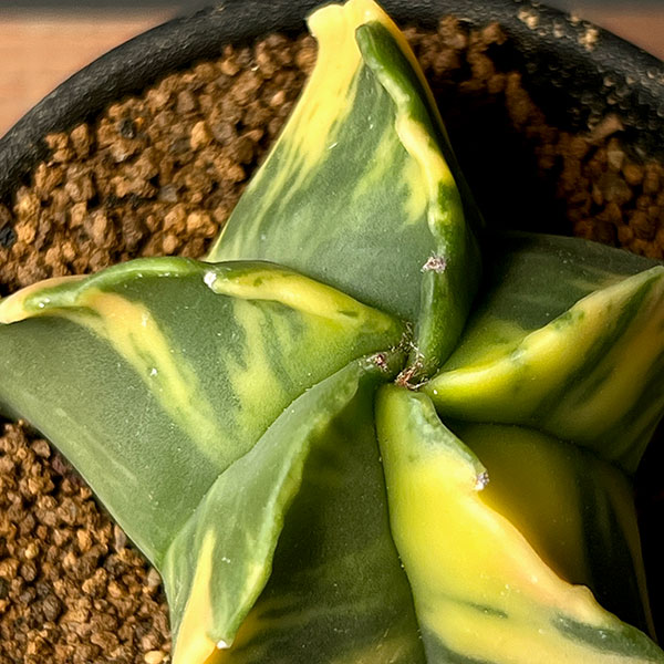 サボテン:アストロフィツム ランポー錦 2.5号鉢植え