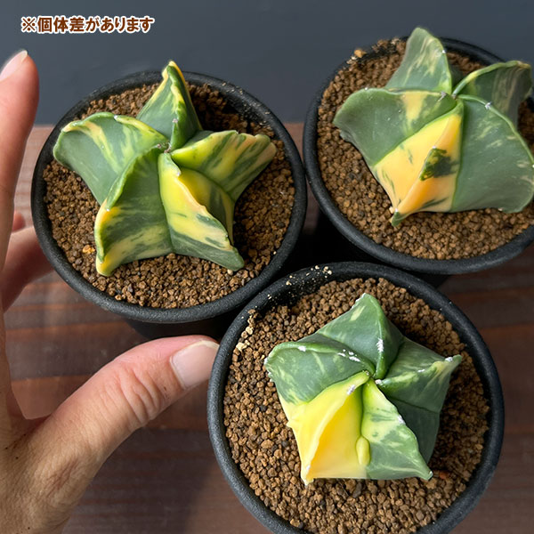 サボテン:アストロフィツム ランポー錦 2.5号鉢植え