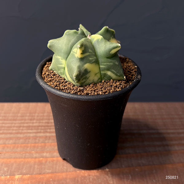 サボテン:アストロフィツム ランポー錦 2.5号鉢植え25-01