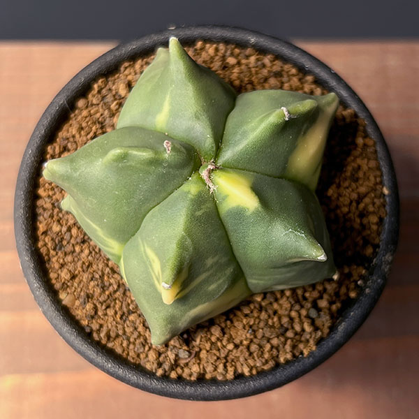 サボテン:アストロフィツム ランポー錦 2.5号鉢植え25-01