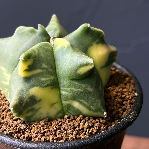サボテン:アストロフィツム ランポー錦 2.5号鉢植え25-01