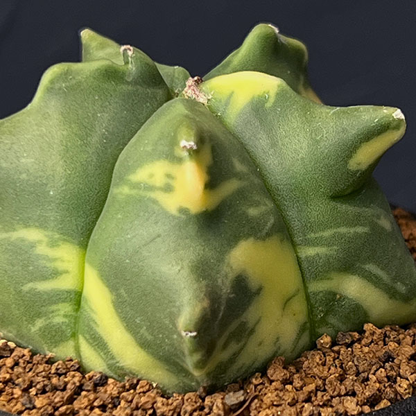 サボテン:アストロフィツム ランポー錦 2.5号鉢植え25-01