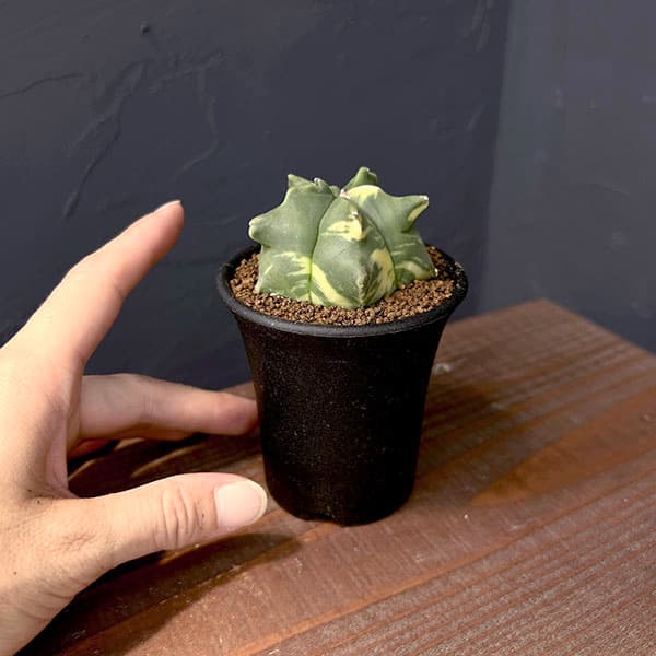 サボテン:アストロフィツム ランポー錦 2.5号鉢植え25-01