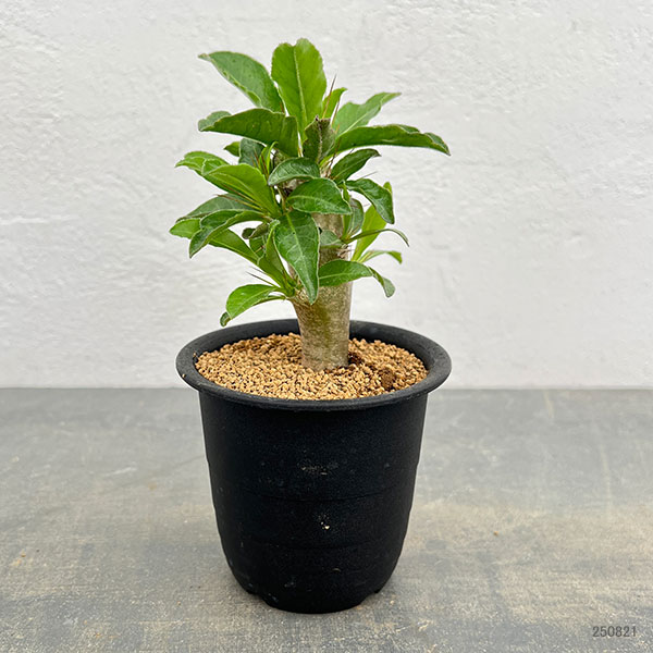 パキポディウム:サンデルシー 3号鉢植え*