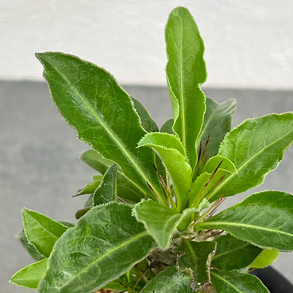パキポディウム:サンデルシー 3号鉢植え*