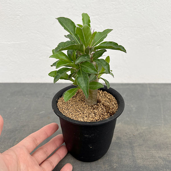 パキポディウム:サンデルシー 3号鉢植え*