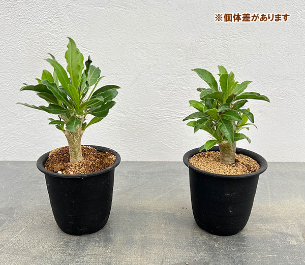 パキポディウム:サンデルシー 3号鉢植え*