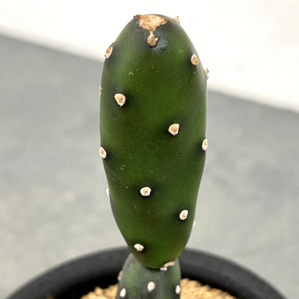 サボテン:オプンチア 墨こけし 3号鉢植え