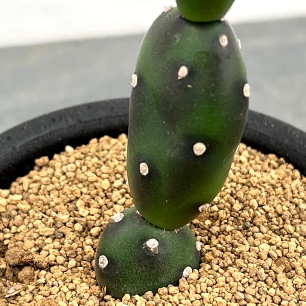 サボテン:オプンチア 墨こけし 3号鉢植え