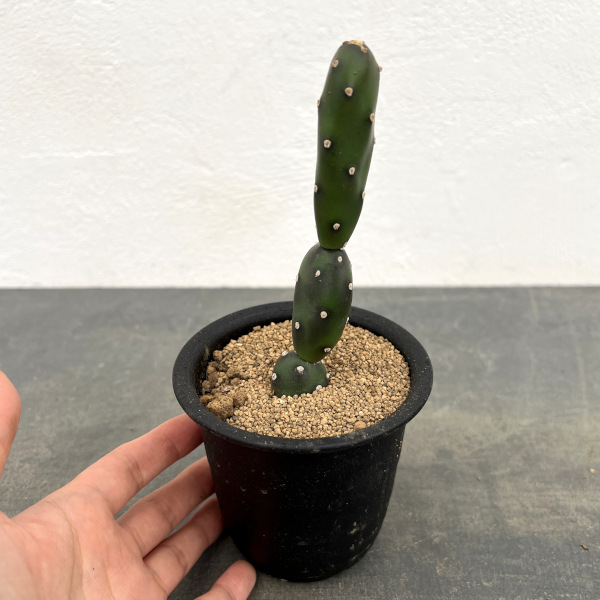 サボテン:オプンチア 墨こけし 3号鉢植え
