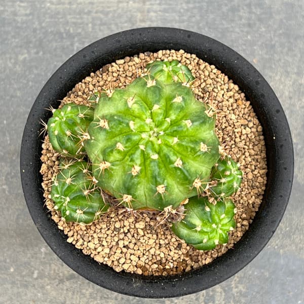 サボテン:エキノプシス 花嵐錦 3号鉢植え