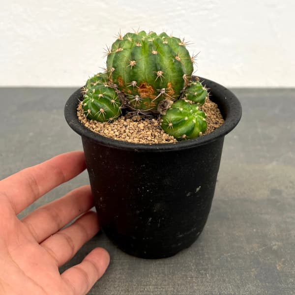 サボテン:エキノプシス 花嵐錦 3号鉢植え