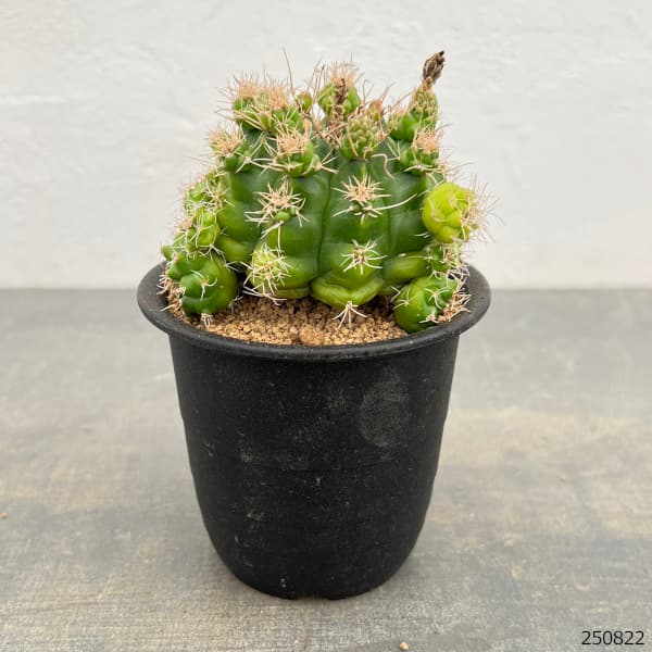 サボテン:ギムノカリキウム トニー モンスト 3号鉢植え