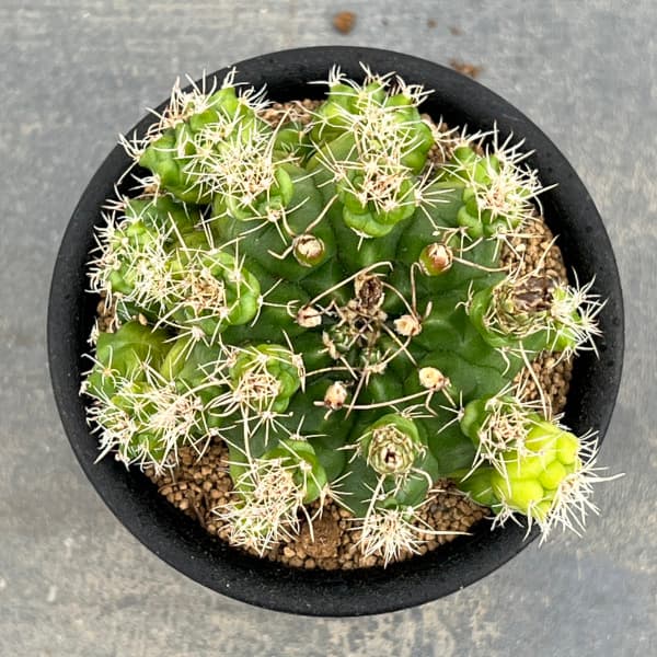 サボテン:ギムノカリキウム トニー モンスト 3号鉢植え